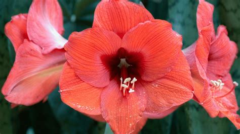 bare naked lady plant|Naked Ladies Flowers: Lady Lilies That Will Leave You Speechless